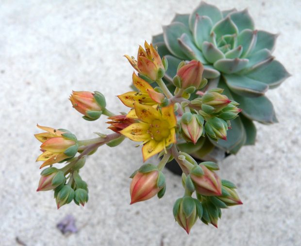 xGraptoveria