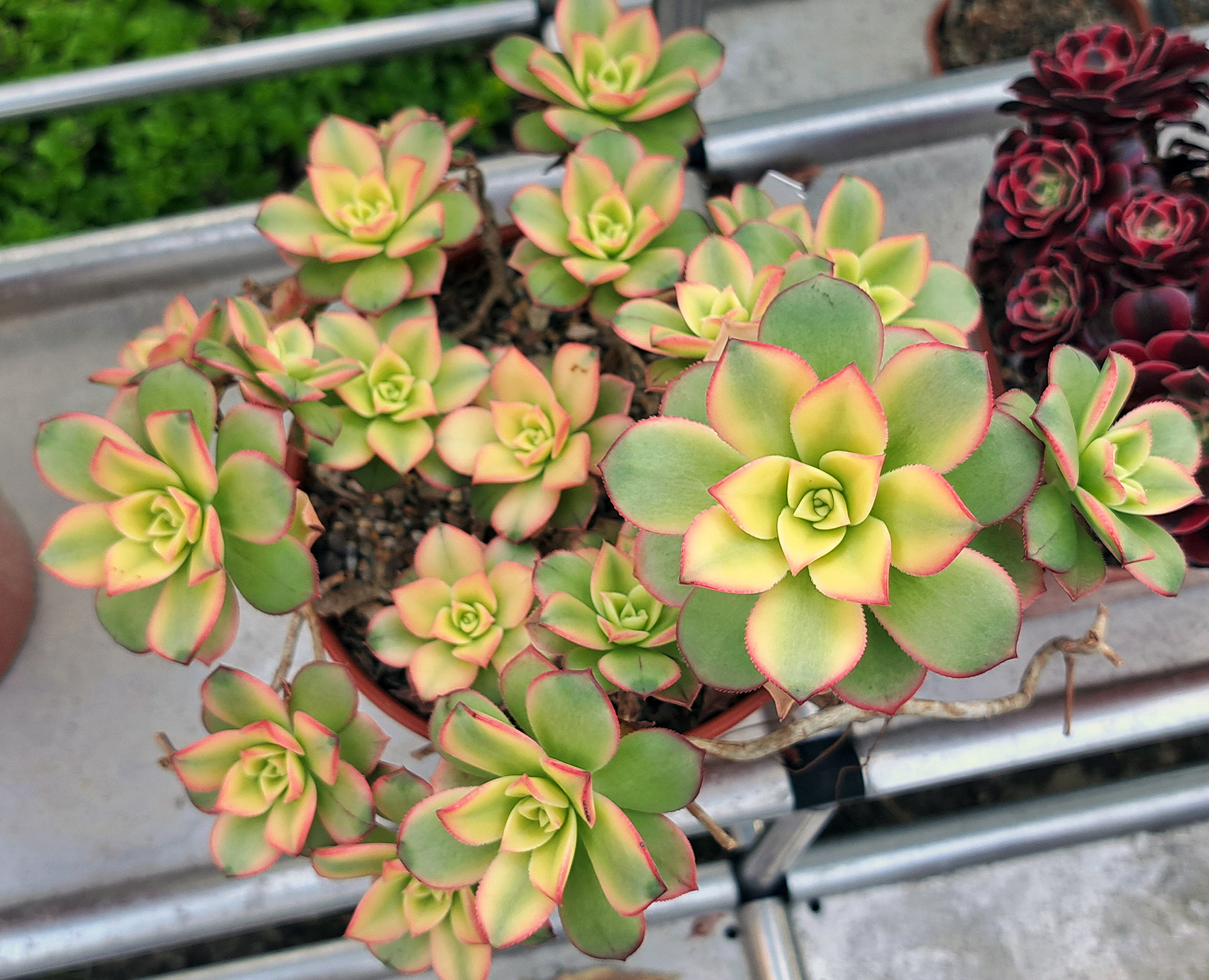 HAWORTHII 'Dream Color'