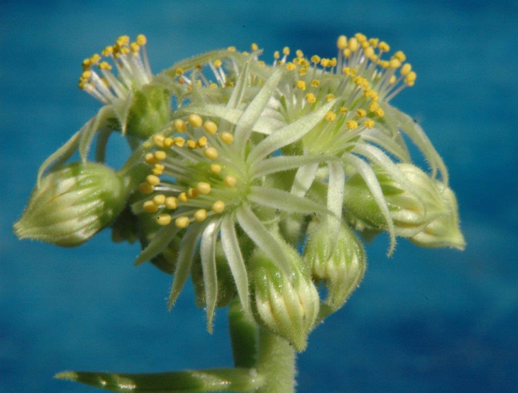 DAVISII ssp. DAVISII