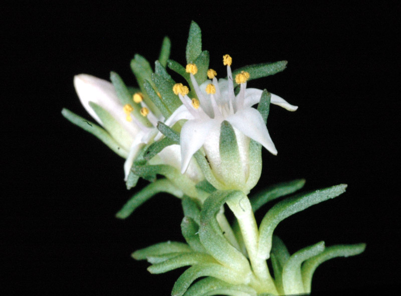 WRIGHTII ssp. WRIGHTII