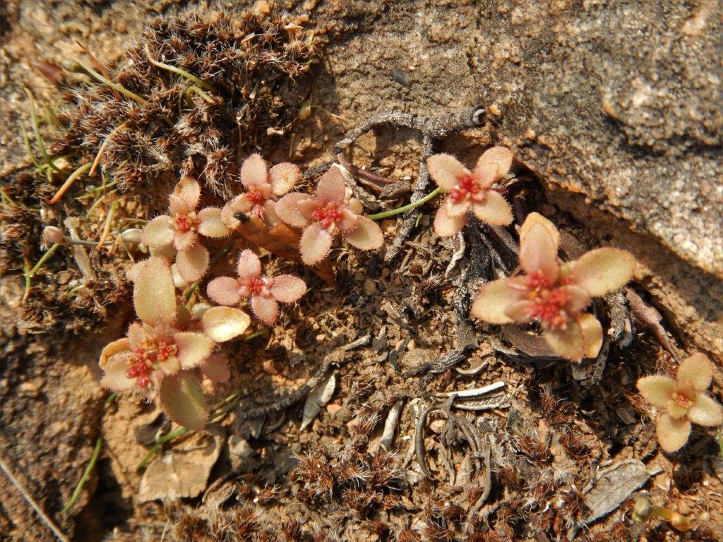 decumbens-var-decumbens