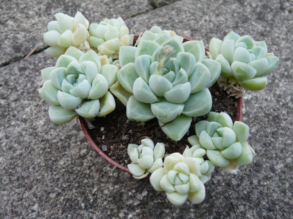 Echeveria elegans