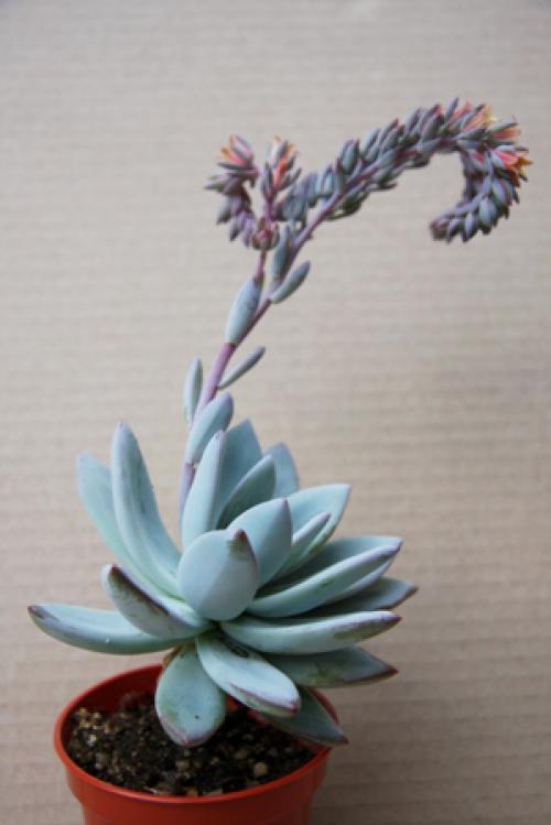 Pachyveria shop powder puff