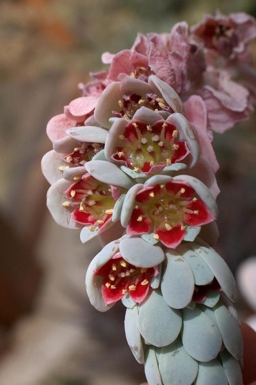 Pachyphytum Bracteosum flower