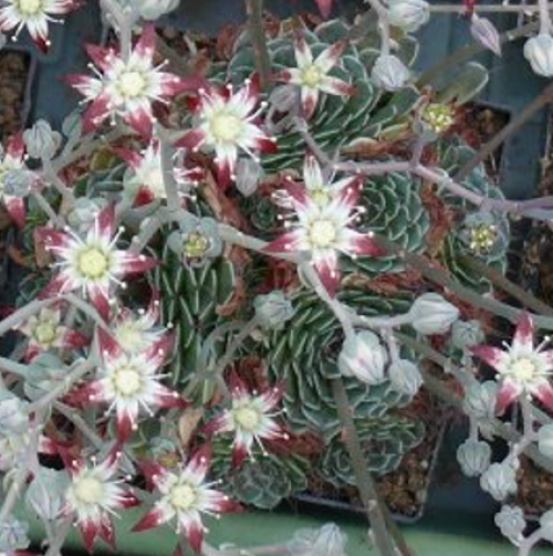 san pedro kaktus pulver San Pedro Cactus