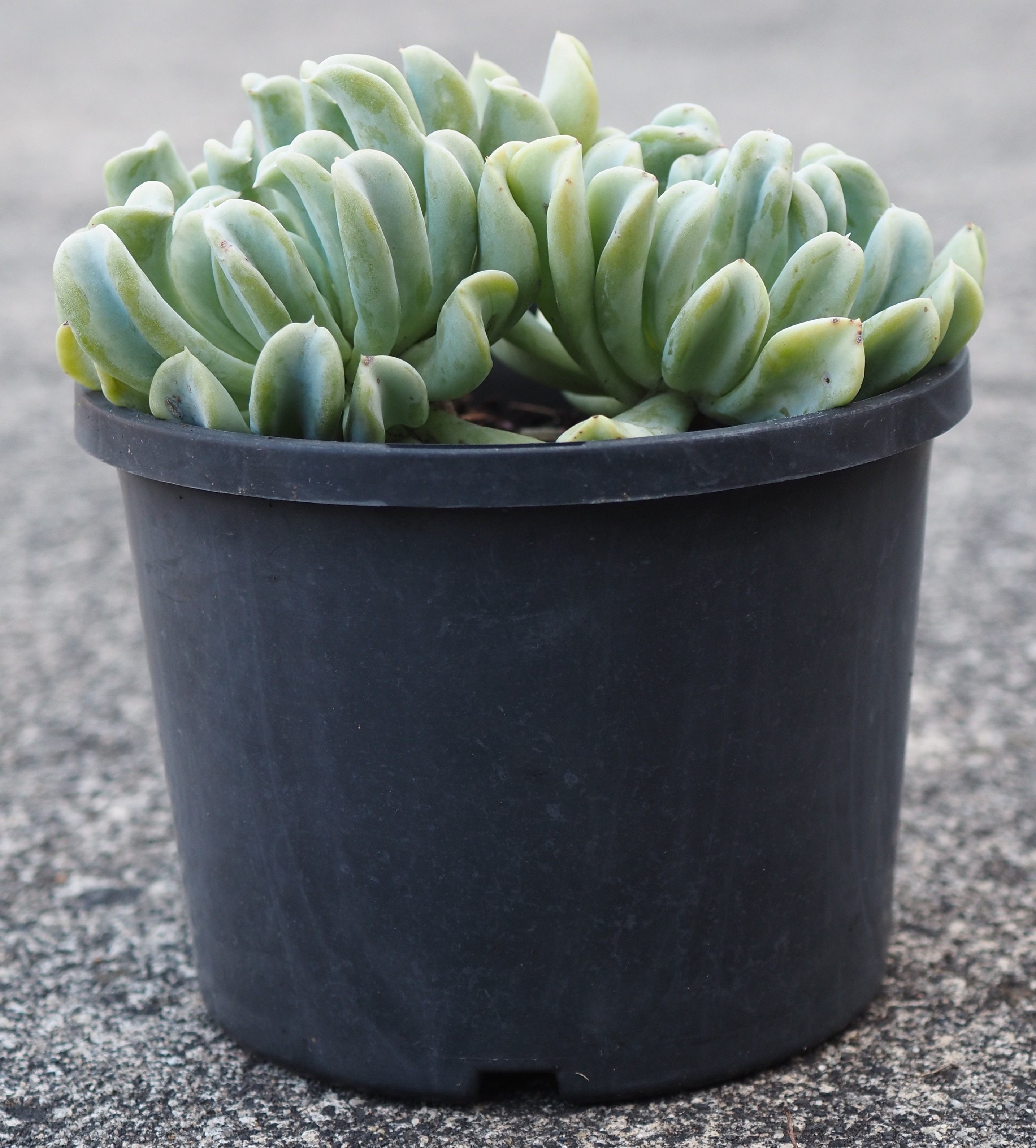 succulent online shop Succulent Plug and Play Pack - 105 Assorted