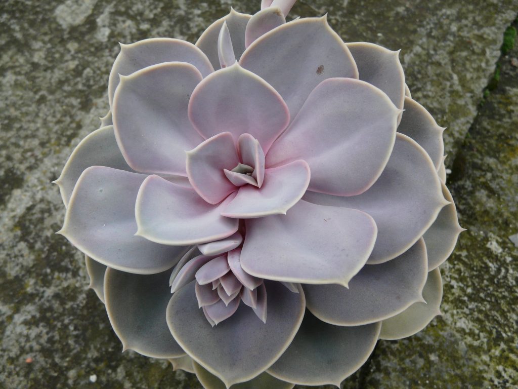 Perle von Nürnberg or Perle von Nuernberg ‘펄 본 뉘른베