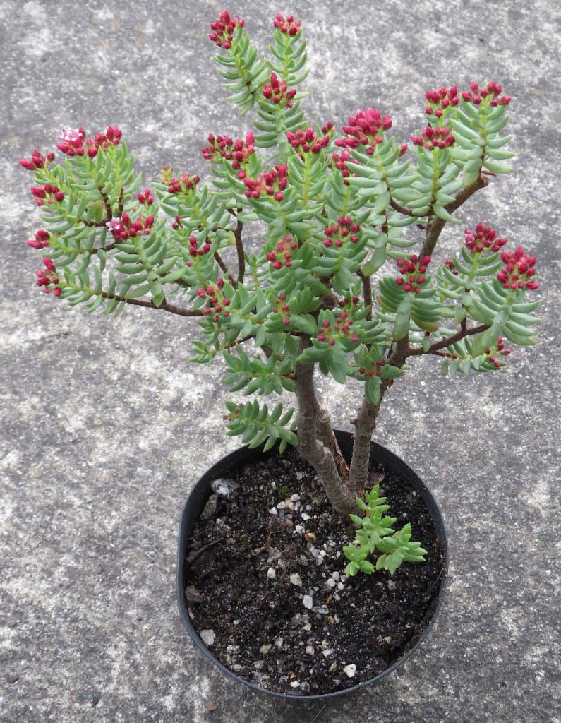 SARCOCAULIS ssp. SARCOCAULIS (engl./ fr.)