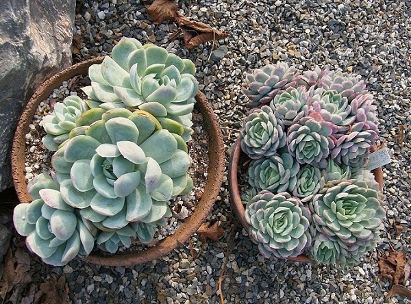 Echeveria elegans