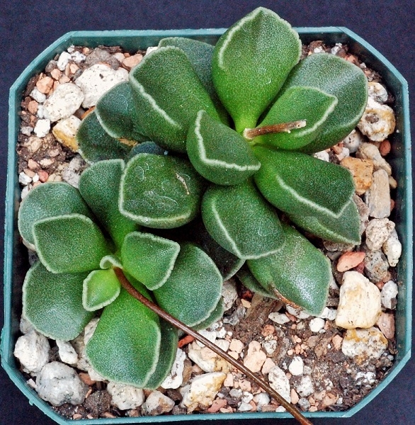 MARIANIAE 'Tanqua'