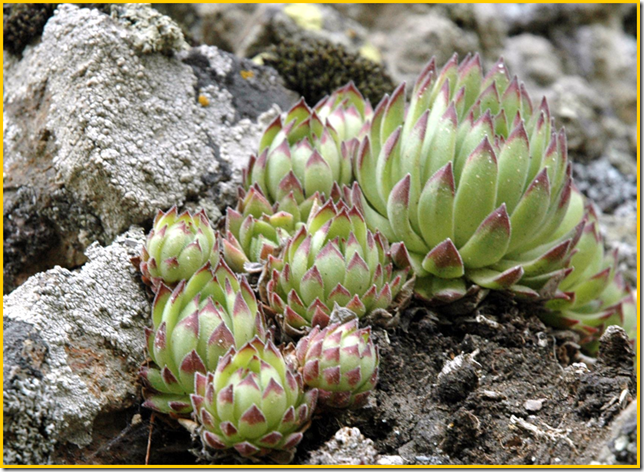 DAVISII ssp. DAVISII